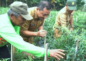 Pemkab Tanjabtim Panen Cabai di Desa Kota Baru Garagai, Sekda Dialog Bersama Petani