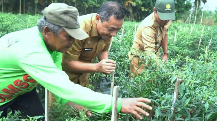 Pemkab Tanjabtim Panen Cabai di Desa Kota Baru Garagai, Sekda Dialog Bersama Petani