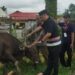 Idul Adha 1445 H, Polres Tanjabtim Sembelih 6 Sapi dan 3 Kambing untuk di Kurbankan
