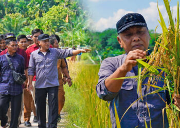 Sekda Sapril Panen Padi Gempita, di Desa Suka Maju