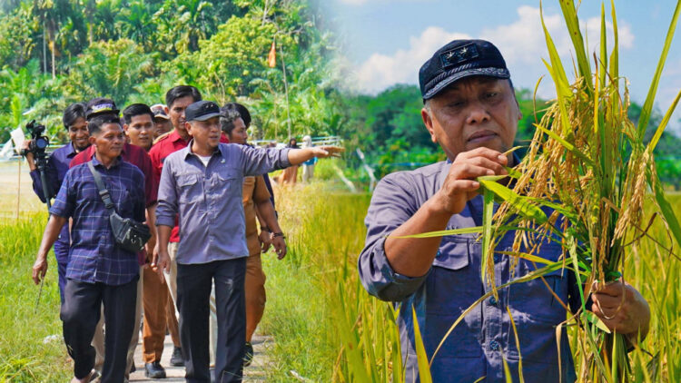Sekda Sapril Panen Padi Gempita, di Desa Suka Maju