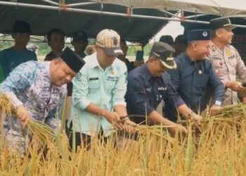 Wabup Hadiri Panen Raya Di Kecamatan Rantau Rasau