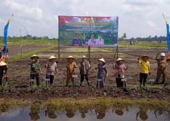 Perkuat Fondasi Ketahanan Ekonomi Daerah, Wabup Tanjabtim Lakukan Tanam Padi Serentak se Provinsi Jambi