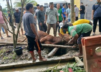 Kapolres Tanjabbar Pimpin Giat Penyembelihan 11 Hewan Kurban Wujudkan Polisi Presisi yang Peduli dan Bertaqwa