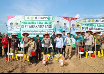 Usai Panen Raya,Bupati Tanjabbar  Lanjutkan dengan Penanaman Bibit Jagung di Tebing Tinggi