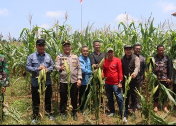 Kapolres Tanjabbar Dan Wakil Bupati Secara Seksama Ikuti Zoom Meeting Giat Panen Raya Jagung Serentak Sukses